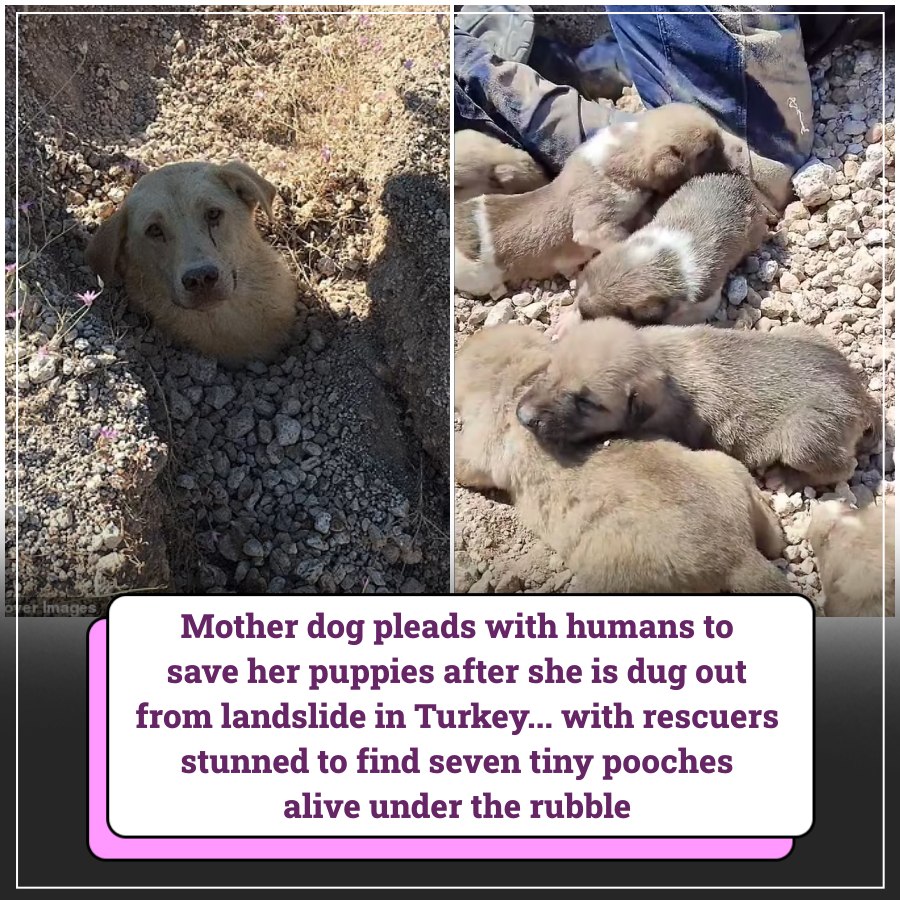 Mother dog pleads with humans to save her puppies after she is dug out