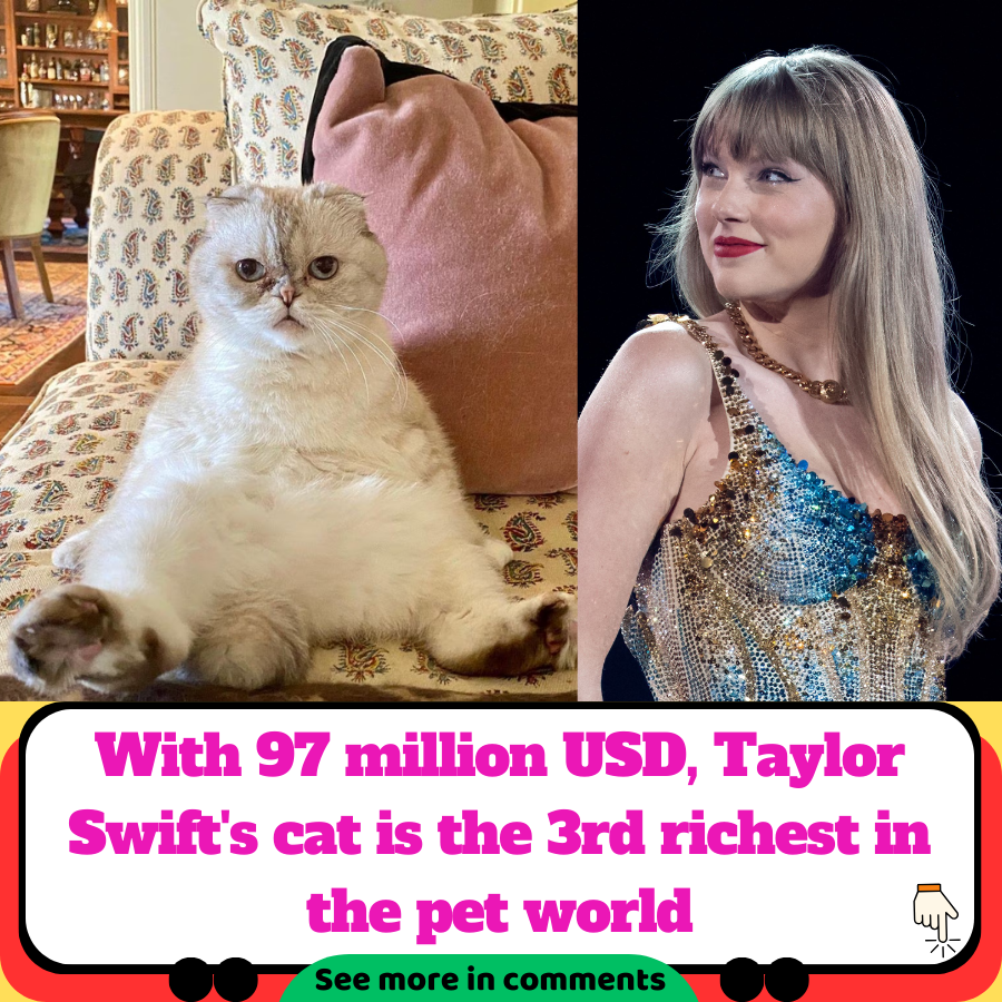 With 97 Million Usd Taylor Swifts Cat Is The 3rd Richest In The Pet