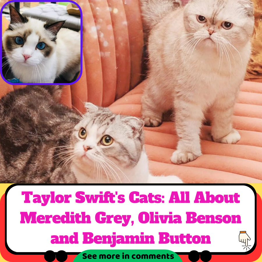 Taylor Swifts Cats All About Meredith Grey Olivia Benson And Benjamin Button News 