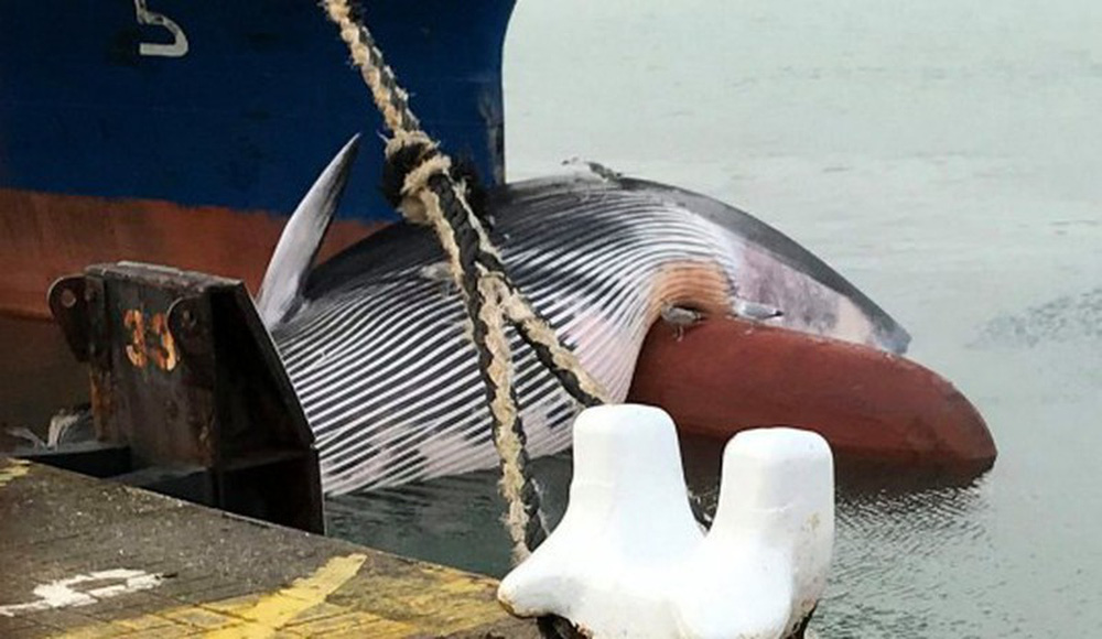 Hy hữu chuyện loài cá voi to lớn thứ 2 thế giới bị chết kẹt trước mũi tàu chở dầu Nhật Bản - Ảnh 4.