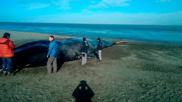 Xác cá voi xanh 20m trôi dạt bên bờ biển và hành động khó chấp nhận của dân địa phương - Ảnh 3.