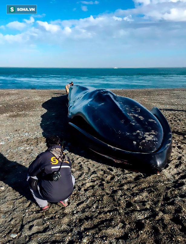 Xác cá voi xanh 20m trôi dạt bên bờ biển và hành động khó chấp nhận của dân địa phương - Ảnh 4.