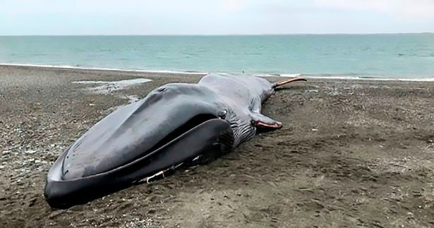 Xác cá voi xanh 20m trôi dạt bên bờ biển và hành động khó chấp nhận của dân địa phương - Ảnh 1.