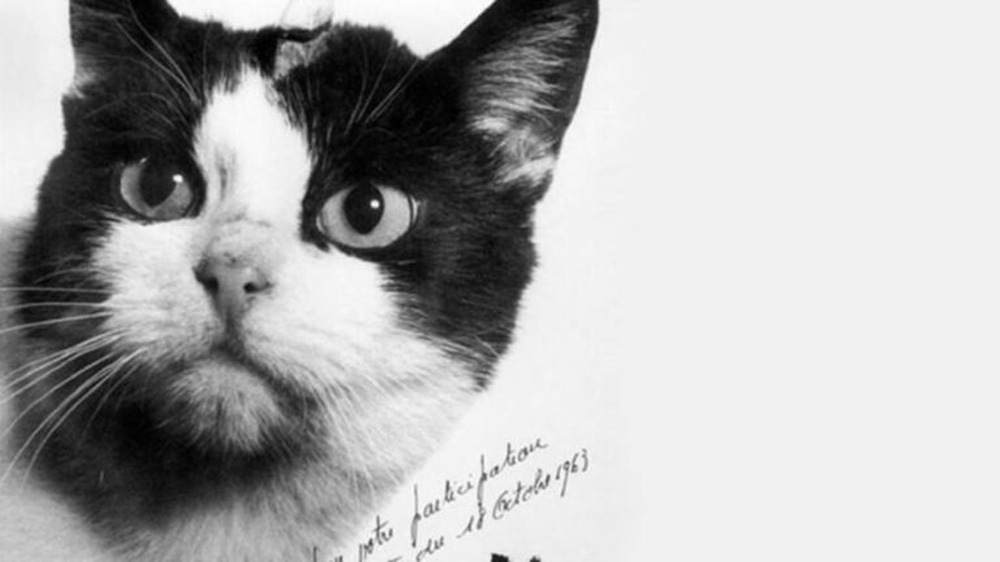 Chuyện chú mèo hoang ở Paris trở thành ‘phi hành gia’ bay vào vũ trụ - Ảnh 1.