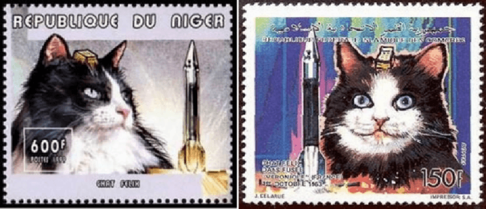 Chuyện chú mèo hoang ở Paris trở thành ‘phi hành gia’ bay vào vũ trụ - Ảnh 6.