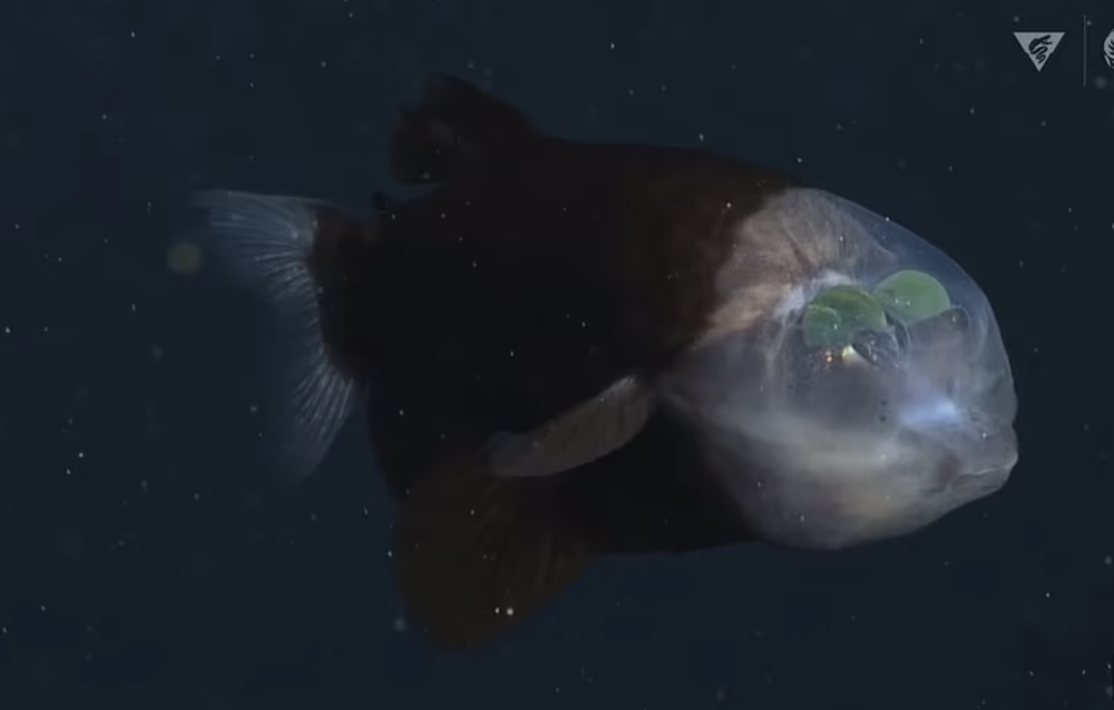  Phát hiện cá ngoài hành tinh, đầu trong suốt, mắt phát sáng xoay tròn - Ảnh 2.