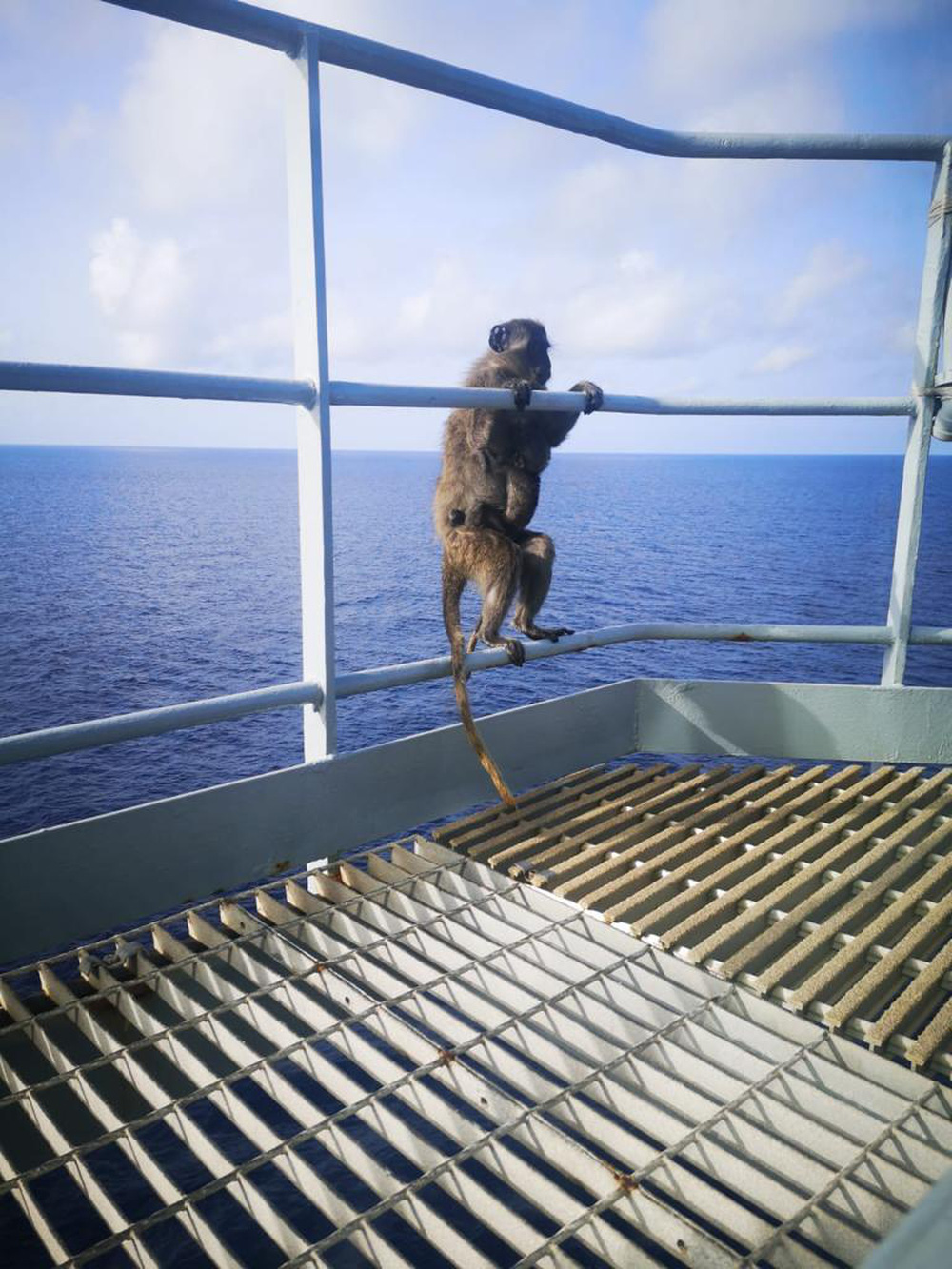Phát hiện 2 con khỉ trên tàu, thủy thủ định giăng lưới rồi câm nín với phản ứng của khỉ mẹ - Ảnh 6.