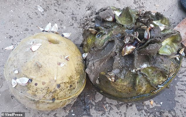 Thái Lan: Ngư dân nghèo đi nhặt vỏ sò, không ngờ tìm được ốc có ngọc, giá gần 8 tỉ đồng - Ảnh 2.