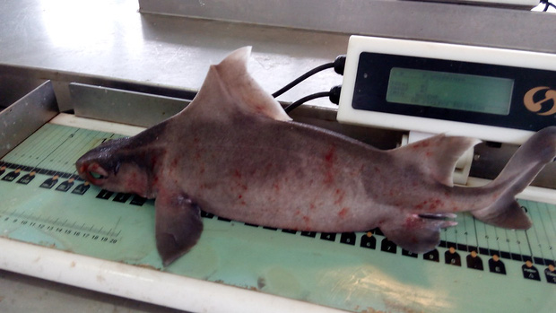 Thủy thủ bắt được sinh vật thân cá mập mặt lợn nái, chụp ảnh khoe lên mạng mà suýt đi tù - Ảnh 4.