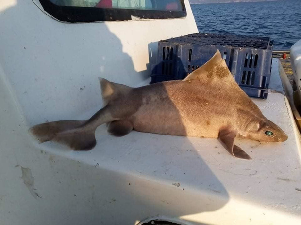 Thủy thủ bắt được sinh vật thân cá mập mặt lợn nái, chụp ảnh khoe lên mạng mà suýt đi tù - Ảnh 6.