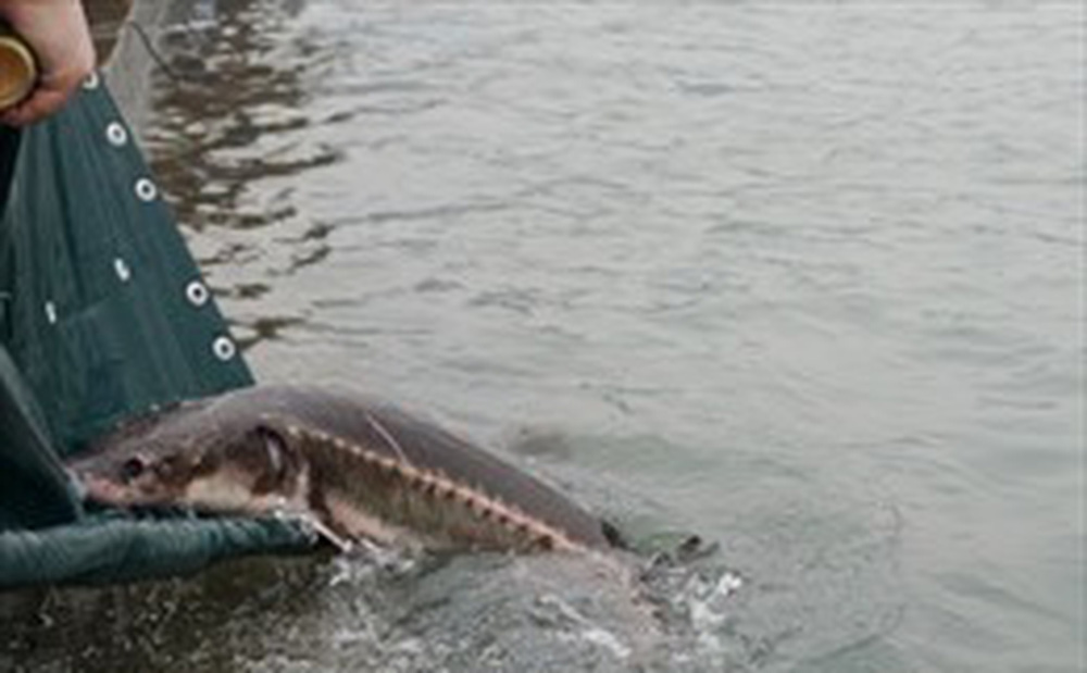 Trung Quốc thả cá quý hiếm ra sông Dương Tử