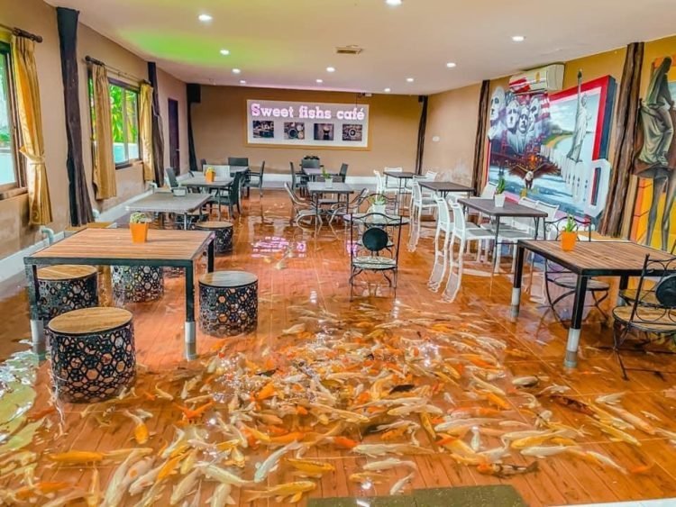 Độc đáo quán cà phê cá Koi có một không hai ở Thái Lan