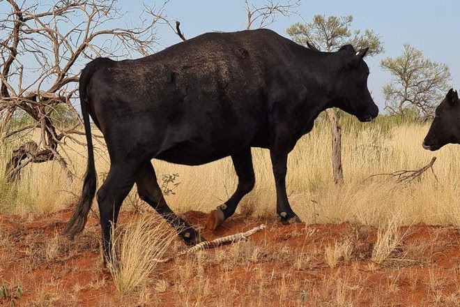 Cảnh tượng bò ăn thịt trăn kỳ dị tại nước Úc: Chuyên gia cho rằng điều này... rất dễ hiểu - Ảnh 3.