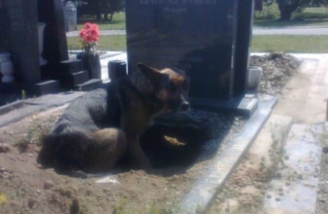 Thấy con chó đào hang nằm dưới ngôi mộ trong nghĩa trang, ai cũng nghĩ nó trung thành với chủ nhưng lại gần mới ngỡ ngàng - Ảnh 2.