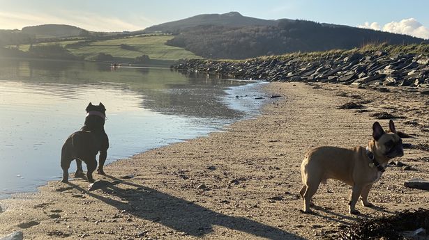 Dắt chó cưng đi dạo ở bờ biển, thứ con vật tìm thấy khiến chủ nhân bủn rủn chân tay - Ảnh 1.