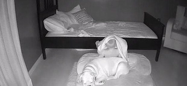 Sáng nào cũng thấy con trai ngủ trong ổ chó, bố mẹ bí mật đặt camera ngay trong phòng thì phát hiện sự thật ngã ngửa - Ảnh 1.