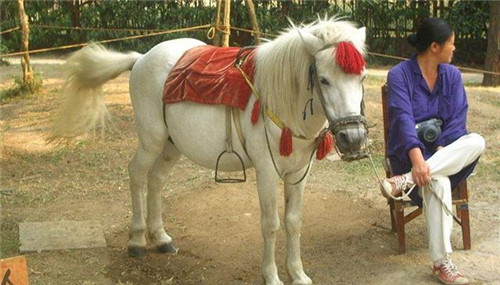 Chú ngựa Bạch Long Mã 6 năm quay Tây Du Ký: Xuất thân cao quý, kết cục bi thảm sau bộ phim - Ảnh 4.