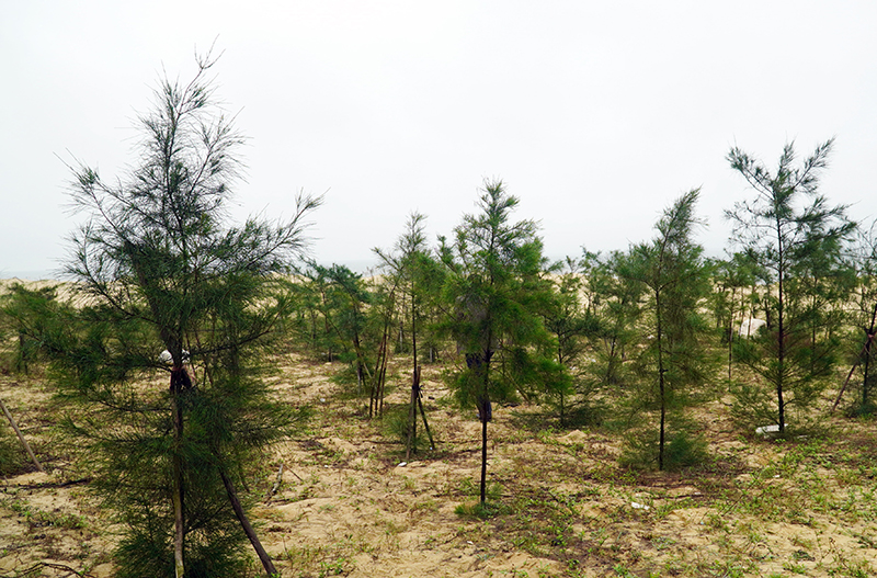 Khu vực rừng trồng ven biển Quang Phú xuân Nhâm Dần - 2021 hiện phát triển tốt với 95% cây sống