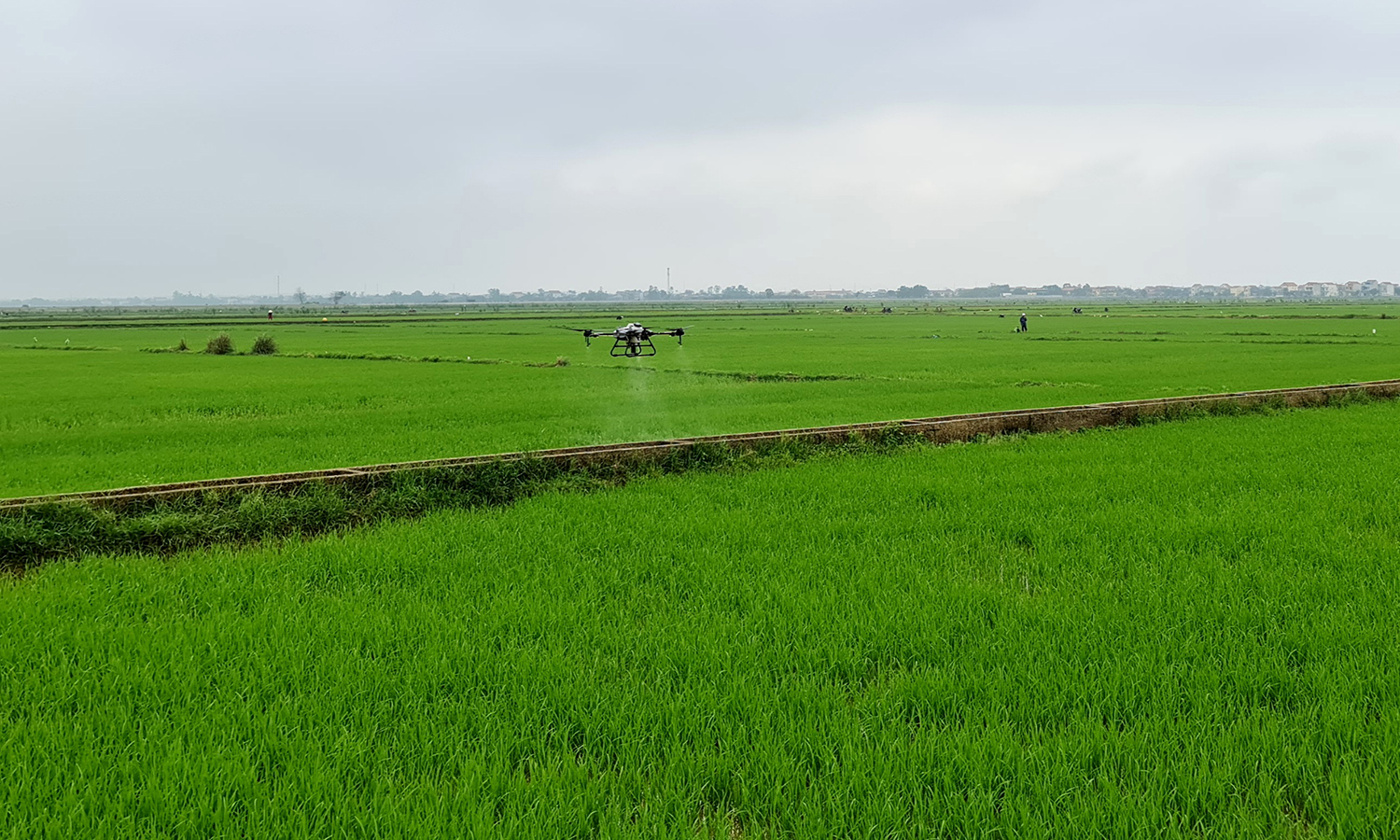 Nhiều địa phương trên địa bàn huyện Lệ Thủy sử dụng máy bay không người lái để phun thuốc phòng trừ sâu bệnh hại lúa.
