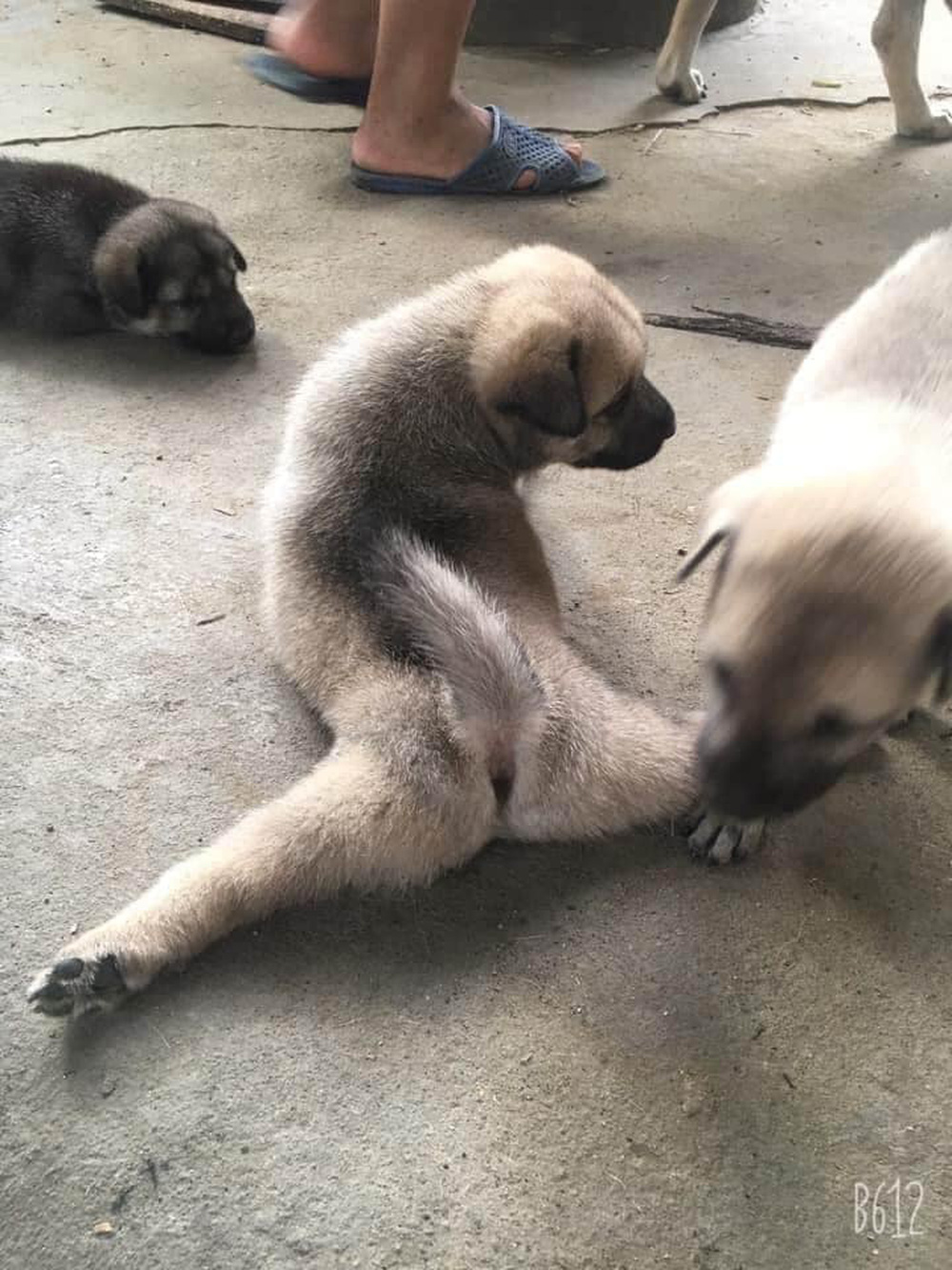 Chú chó con biểu diễn tuyệt kỹ xoạc chân khiến hội chị em ngỡ ngàng, xấu hổ vì đi tập yoga cũng không dẻo bằng em cún - Ảnh 3.
