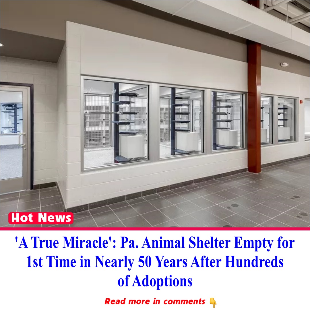 'A True Miracle' Pa. Animal Shelter Empty for 1st Time in Nearly 50