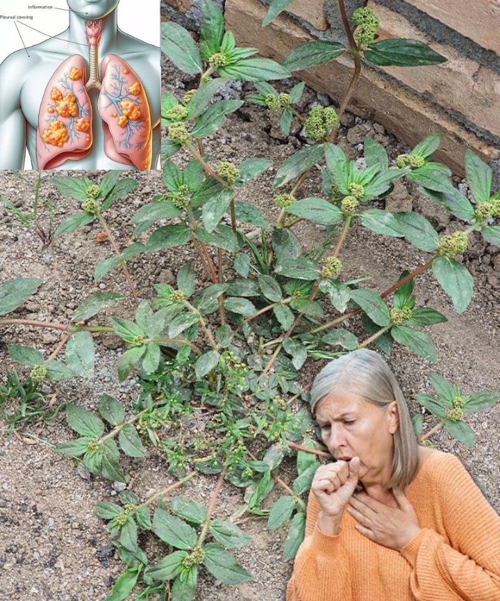 Euphorbia Hirta Asthma Plant Ancient Remedies And Modern 481660253 N 